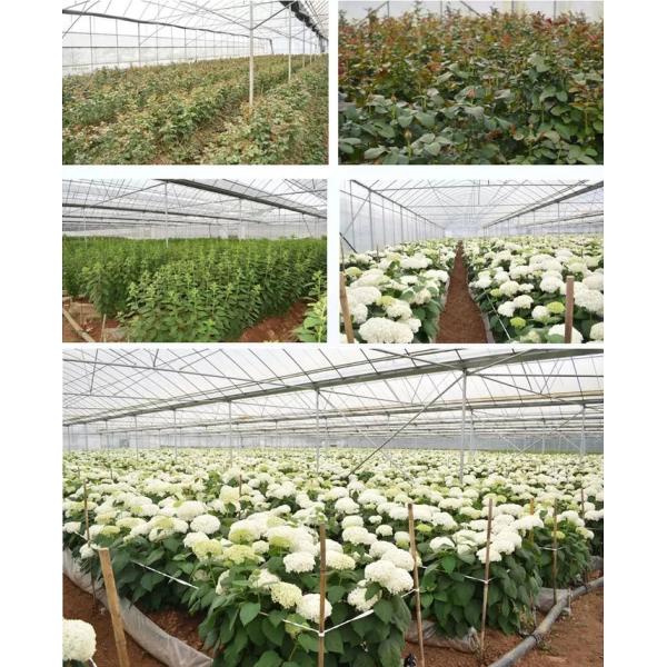 Wholesale Soft Touch Preserved Rose 5-6 cm Silver Color Eternal Rose girlfriend gift