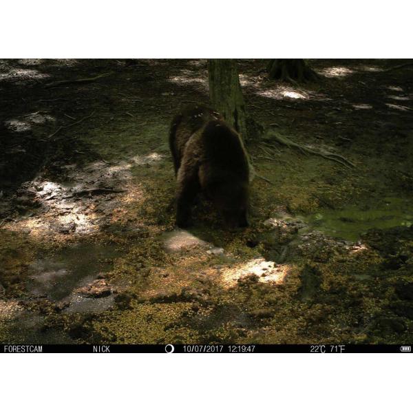 Entry Level Wireless Scouting Cameras High Definition Wildlife Monitoring