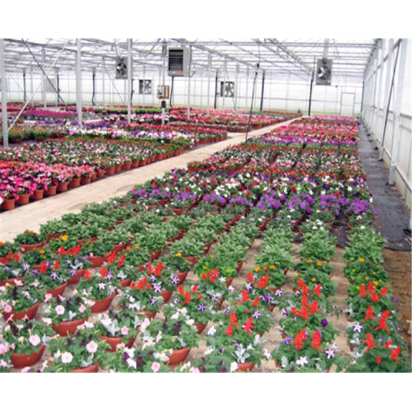 Saved Energy Venlo Greenhouse Structure , PC Sheet Greenhouse No Welded Point