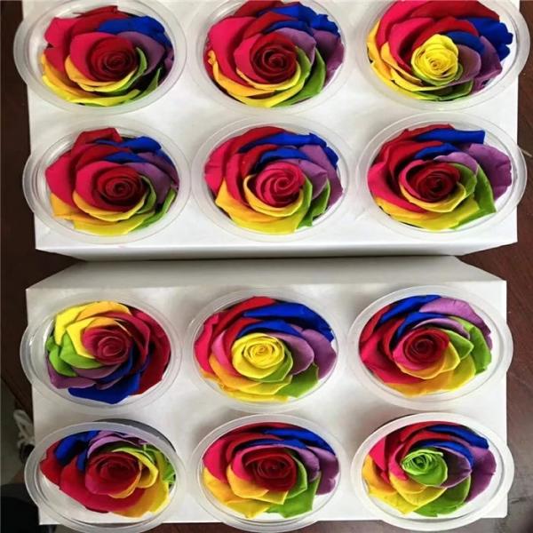 rainbow rose Eternal real preserved rainbow roses 5-6cm Fresh Stabilized rainbow rose gift
