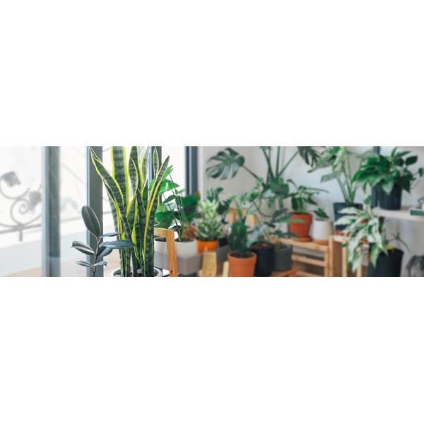 Artificial Plant Faux Snake Plant Artificial Snake Plant Fake Snake Plant Faux Sansevieria Plant