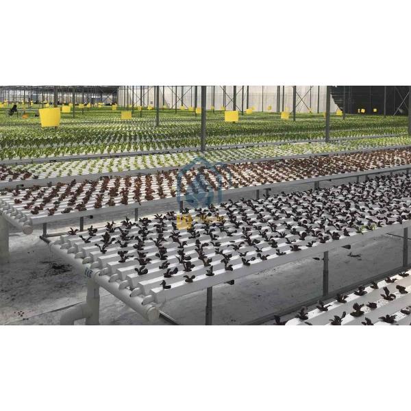 NFT Hydroponic Gully System For Leafy Greens Cultivation