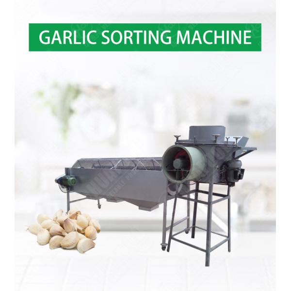 1000kg/h Automatic Food Processing Machines Garlic Peeling Grading Sorting Machine