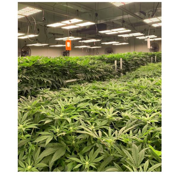 Custom Spectrum 288LED Quantum Board Led Grow Light 48-130W 2x1FT Coverage