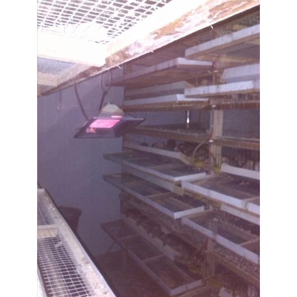 Poultry Propane NG / LPG Gas Brooder Equipment For Animal Husbandry