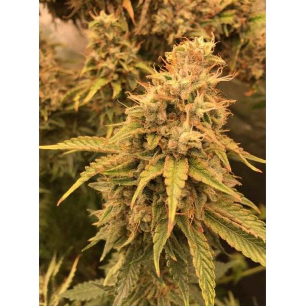 240W LM301B Quantum Board Sunlike full Spectrum Hydroponic Led Grow Lights