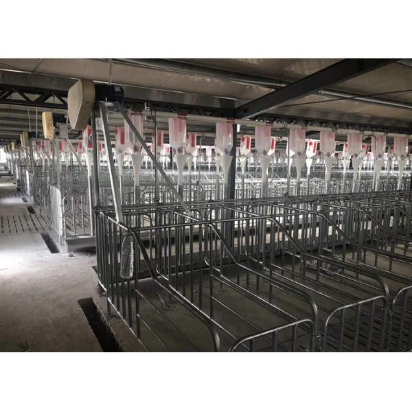 OEM ODM Piggery Farm Equipment Gestation Pens For Sows Rear Door Design