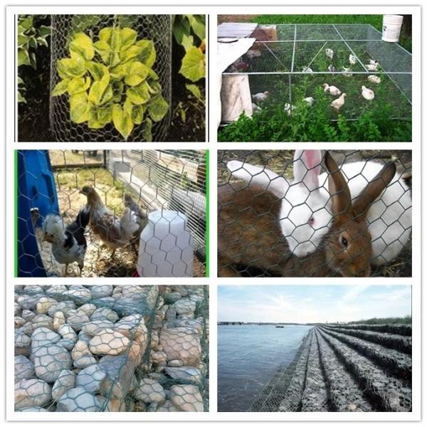 Galvanized Iron Chicken Wire Mesh Roll Double Twist Weave Easy Install For Garden And Landscaping