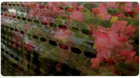 Garden used tomato plastic film cover,high light transmittance solar control seeding nursery greenhouse covers,100% virg