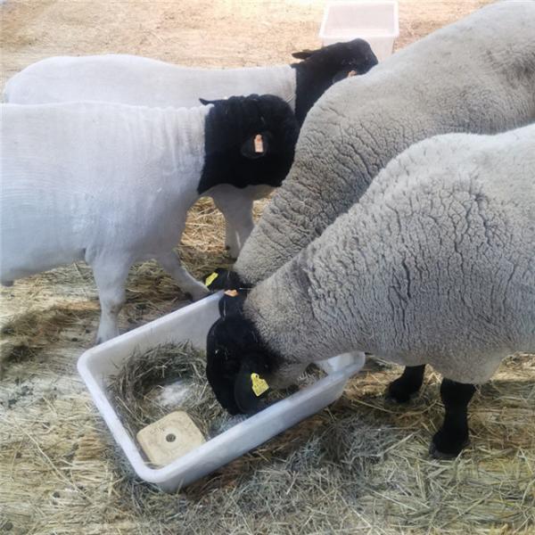 TPU Cow Ear Tag Number 98mm Cattle Tag Numbering System