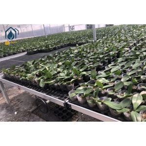 Rectangular Plastic Nursery Seedling Trays UV Resistant Easy Maintenance