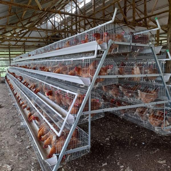 Deep Galvanized Egg Laying Layer Chicken Cage Prevent Disease Infection
