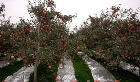 Agriculture Mulch Metallized CPP GARDEN Mulching Film, Pe Film, Horticultural Mulch Film, Garden Perforated Ground Film