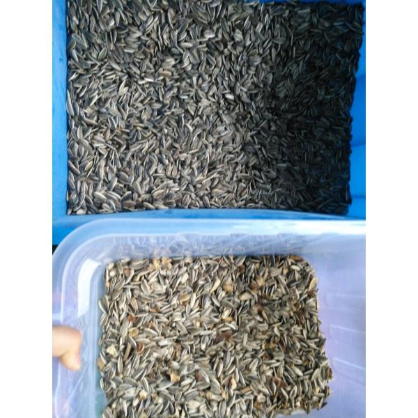 2024 newest Rosehip Seed Color Sorting Machine Paddy Seed Color Sorter Machine