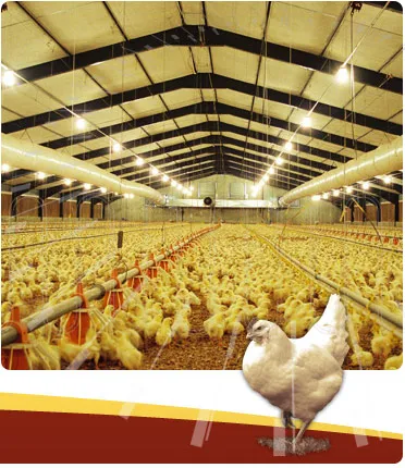 Automatic Steel Structure Peb Customized Poultry Chicken Farming Shed