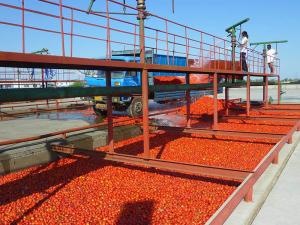 China Commercial 380V Tomato Processing Line / Tomato Puree Processing Plant wholesale
