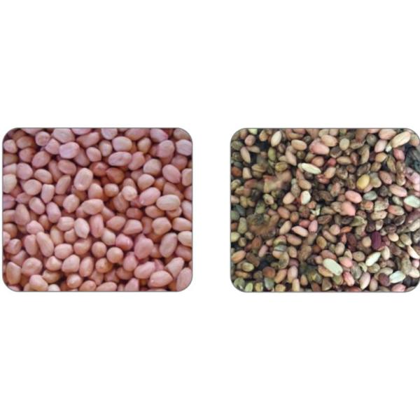 Precise Rejection Peanut Sorting Equipment , 640 Channels 5t/h Kernel Sorting Machine