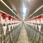 Pig Cage Coop Swine Poultry Farming Structures 320MPA tensile strength
