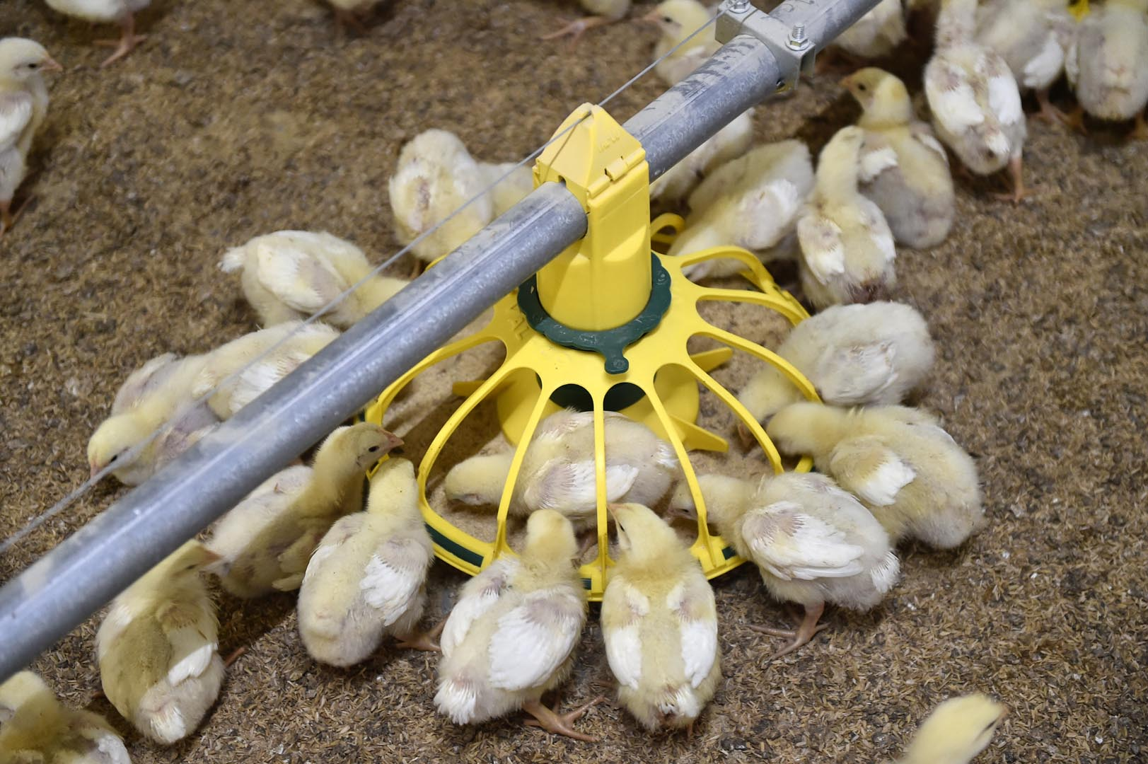 Custom Prefab Steel Poultry Shed Q235B Q355 Galvanized