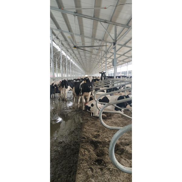 6.1m 20FT Dairy Farm Hvls Ceiling Fans Powered by Permanent Magnet Synchronous Motor