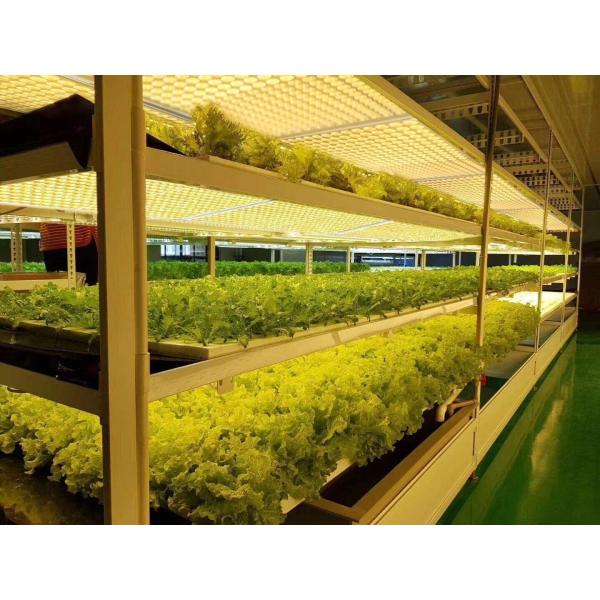 2.7umol UV LED Grow Lights 120W Professional full spectrum lm301B led quantum board for indoor greenhouse lighting