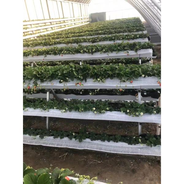 Single Layer Brick Wall Solar Greenhouses 8m-16m Width With Insulation Blanket
