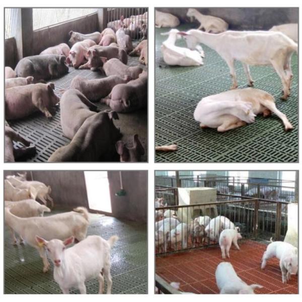 Goat 300kgs Poultry Plastic Slat Floor 600x700mm PP Livestock