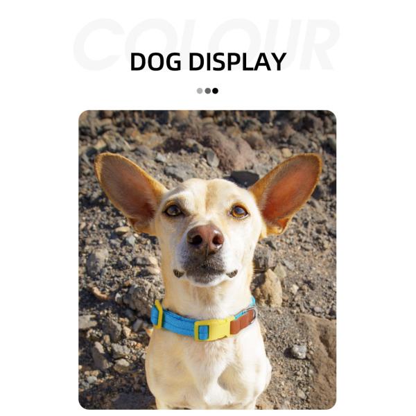 Pet Lightweight Multicolor Anti-Escape Pet Collar And Leash Set For Training Walking Dogs