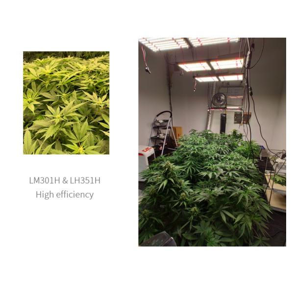 Custom Spectrum 288LED Quantum Board Led Grow Light 48-130W 2x1FT Coverage