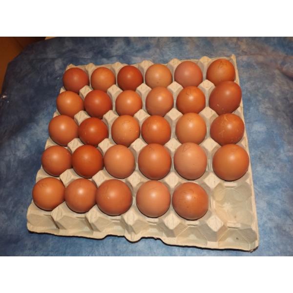 Automatic Paper Egg Carton Making Machine With Drying System Fast Speed