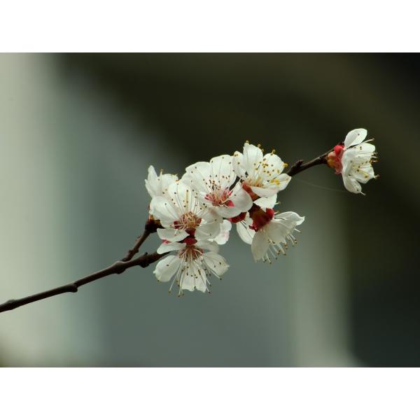 High Resolution 2x Telephoto Camera Lens Japan Optics 0.149kg Single Gross Weight