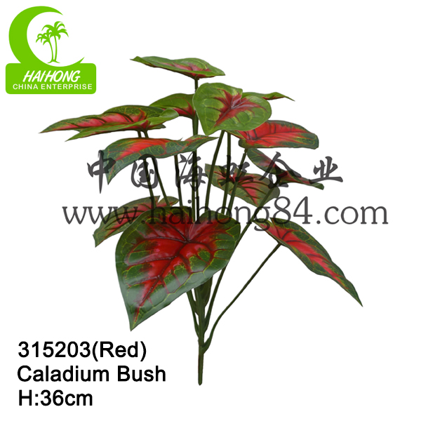 CALADIUM BUSH