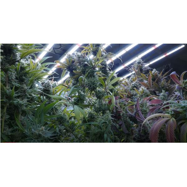 680W Samsung LM301B Full Spectrum LED Grow Lights