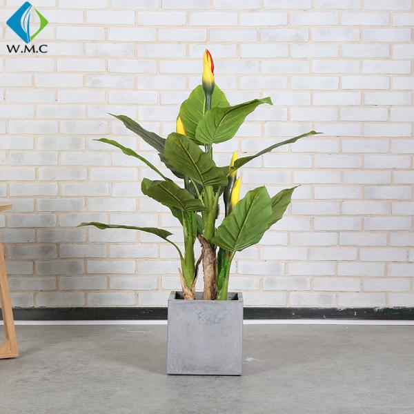 R020037 banana bonsai