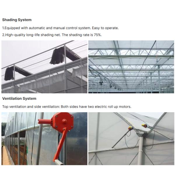 Galvanized Steel Frame Large Economical Plastic Film Greenhouse For Optimal Growth