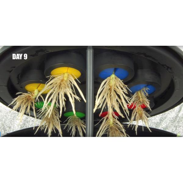 PE Cloning Collar Foam