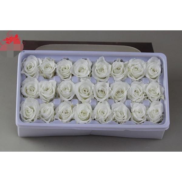 Wholesale real preserved rose stabilized natural preserved fresh flowers for Valentines day