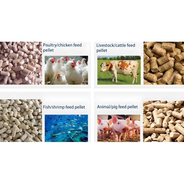 Pig Fish Animal Feed Pellet Mill Machine 4mm 2mm 6mm Ring Die Animal Feed Pellet