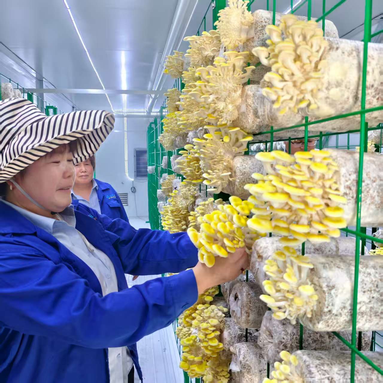 Precisely Regulate Temperature Humidity Ventilation Lighting Mushroom Container