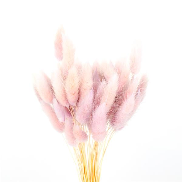 Customized Color Eternal Beautiful Dried Flowers Rabbit Tail Grass Lagurus Ovatus