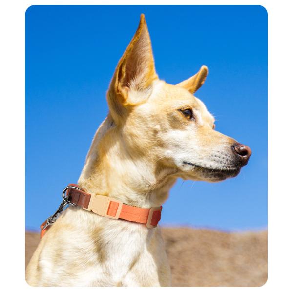 Pet Lightweight Multicolor Anti-Escape Pet Collar And Leash Set For Training Walking Dogs