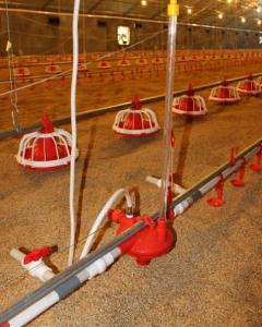 China Example risk assessment for poultry farm: case study wholesale