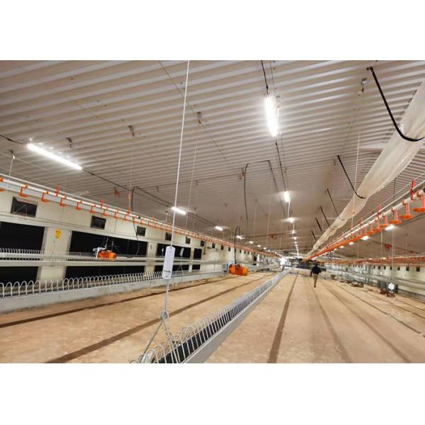 Poultry Farm Chain Trough Chicken Breeding Equipment 36m/min Conveying