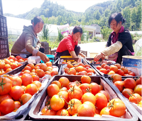 Multifunctional Plastic Fish Basket for Stackable Storage and Moving Convenience