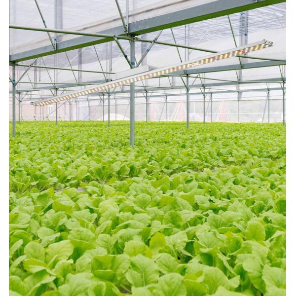 1.8μmol/J B1-12 IP44 80W Full Spectrum Led Grow Lights