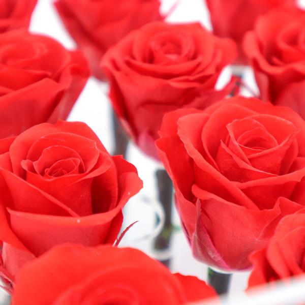 Red Real Forever Rose , Real Flowers That Last Forever For Wedding Decoration