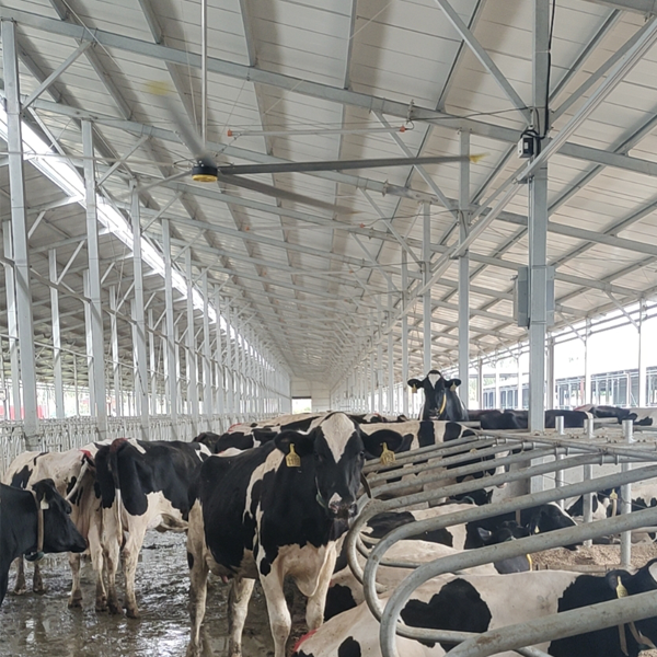 6.1m 20FT Dairy Farm Hvls Ceiling Fans Powered by Permanent Magnet Synchronous Motor
