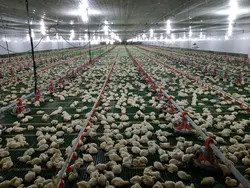 PLC Control Avian Feeding Line 3m*0.8m*1.2m