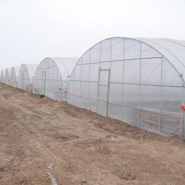 Quality Single-Span Agricultural Greenhouses Solution for Growing Produce for sale