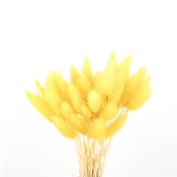 Customized Color Eternal Beautiful Dried Flowers Rabbit Tail Grass Lagurus Ovatus